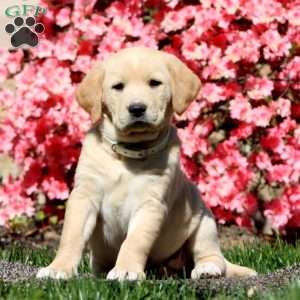 Sheila, Golden Retriever Mix Puppy