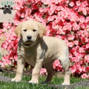 Sheila, Golden Retriever Mix Puppy