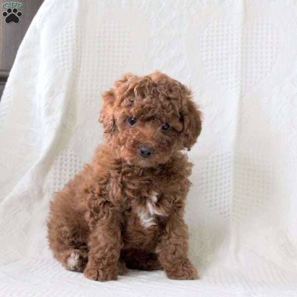 Sheldon, Toy Poodle Puppy