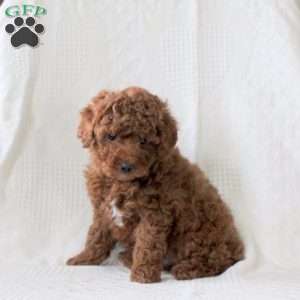 Sheldon, Toy Poodle Puppy