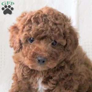Sheldon, Toy Poodle Puppy