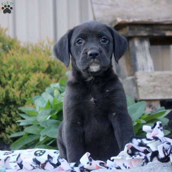 Sienna, Boxer Mix Puppy