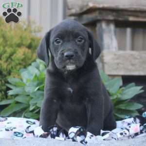 Sienna, Boxer Mix Puppy