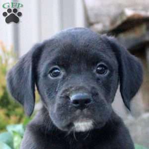 Sienna, Boxer Mix Puppy