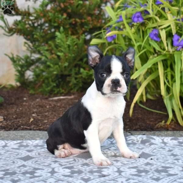 Sierra, Boston Terrier Puppy