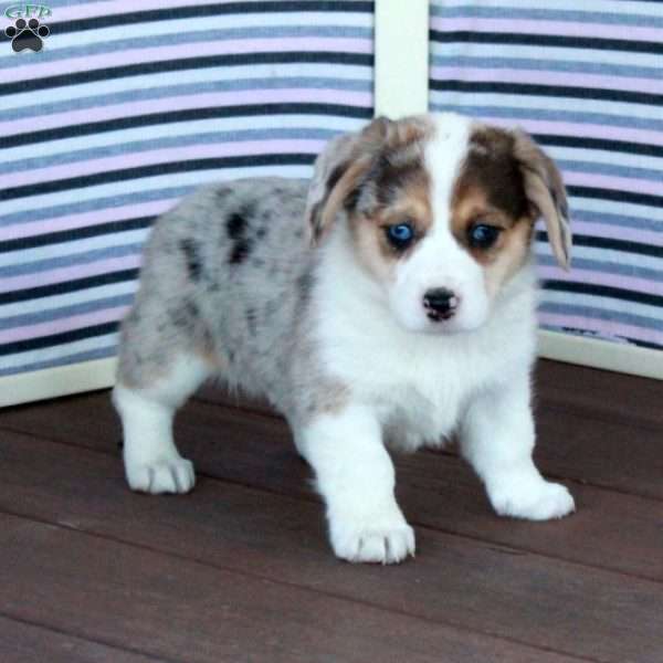 Silver, Welsh Corgi Mix Puppy