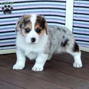 Silver, Welsh Corgi Mix Puppy