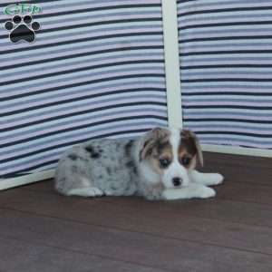 Silver, Welsh Corgi Mix Puppy
