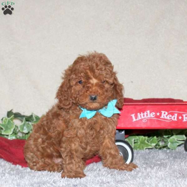 Simba, Toy Poodle Puppy