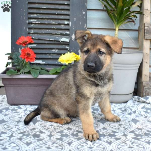 Simba, German Shepherd Puppy