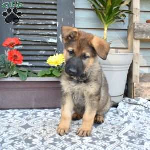 Simba, German Shepherd Puppy