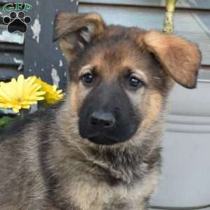 Simba, German Shepherd Puppy