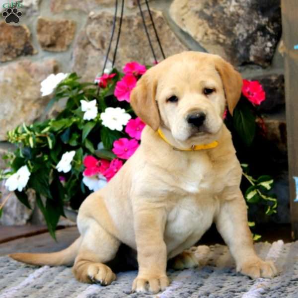 Simba, Labrador Mix Puppy