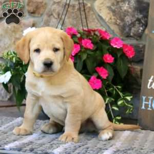 Simba, Labrador Mix Puppy