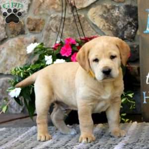 Simba, Labrador Mix Puppy