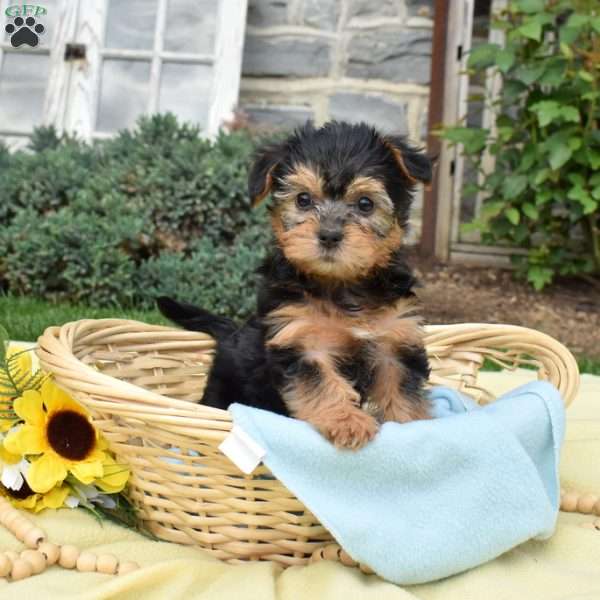 Skittles, Havanese Mix Puppy