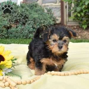 Skittles, Havanese Mix Puppy