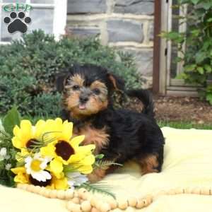 Skittles, Havanese Mix Puppy