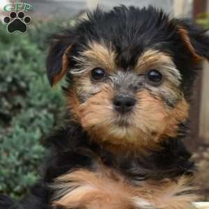 Skittles, Havanese Mix Puppy