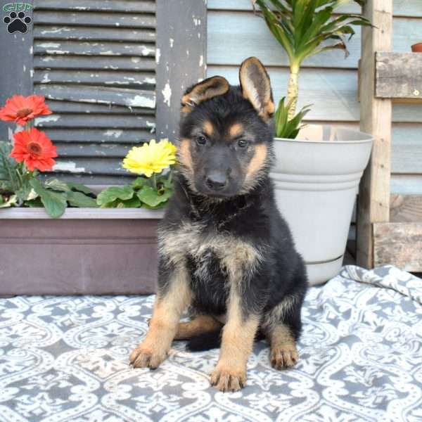 Sky, German Shepherd Puppy