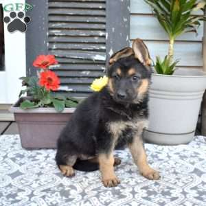 Sky, German Shepherd Puppy