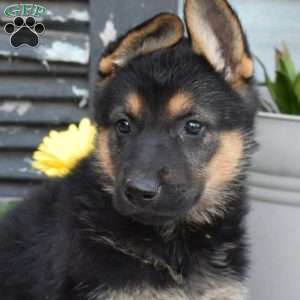 Sky, German Shepherd Puppy