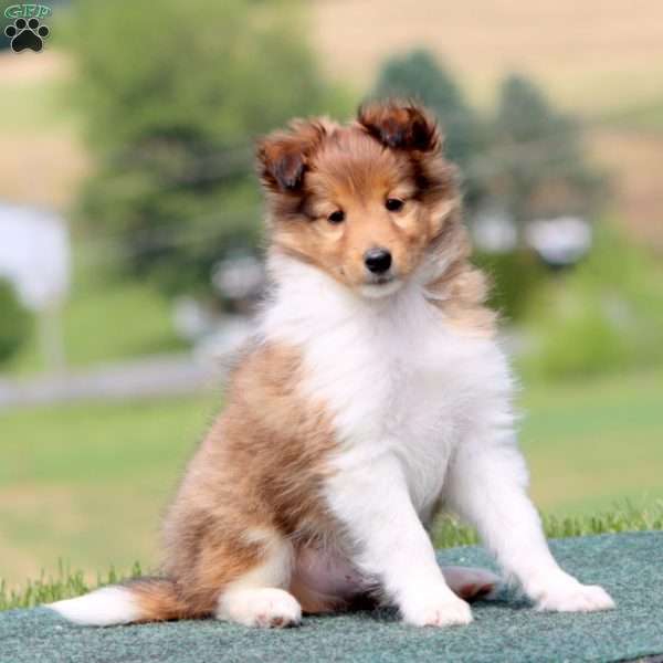 Skyler, Sheltie Puppy