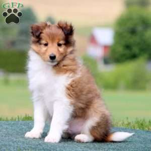 Skyler, Sheltie Puppy