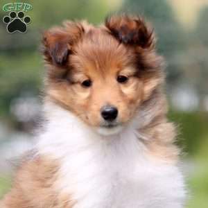 Skyler, Sheltie Puppy