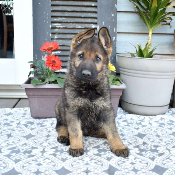 Smokey, German Shepherd Puppy