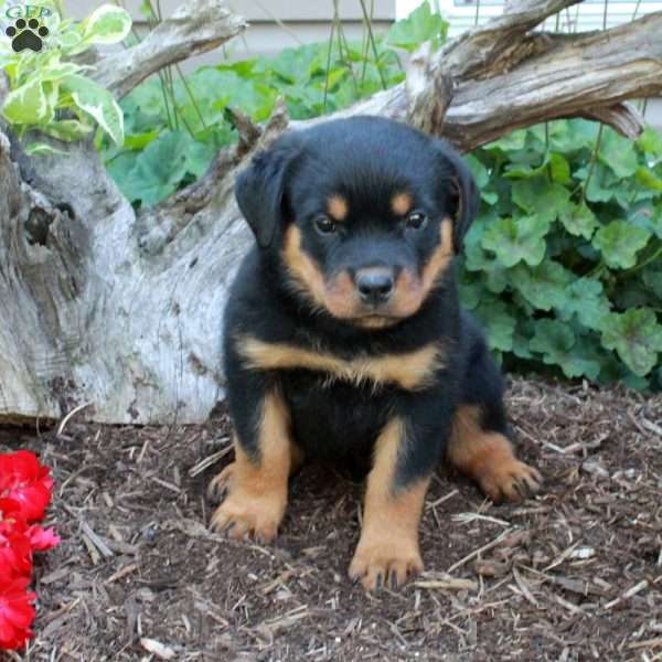 Smokey, Rottweiler Puppy