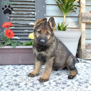 Smokey, German Shepherd Puppy