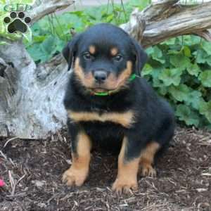Smokey, Rottweiler Puppy