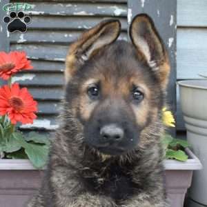 Smokey, German Shepherd Puppy