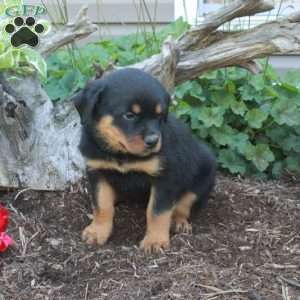 Smokey, Rottweiler Puppy