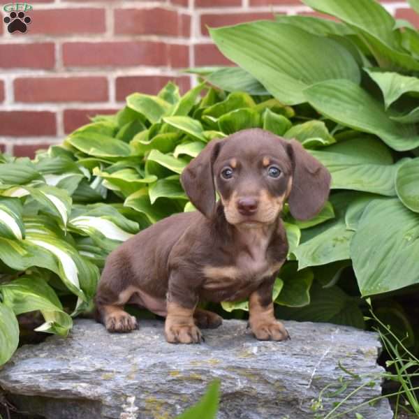 Snickers, Dachshund Puppy