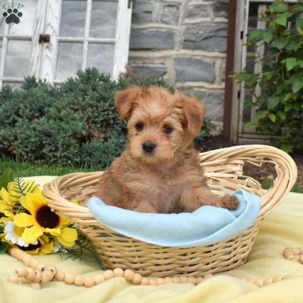 Snickers, Havanese Mix Puppy