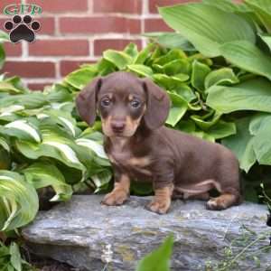 Snickers, Dachshund Puppy