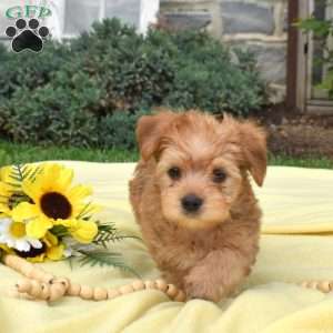 Snickers, Havanese Mix Puppy