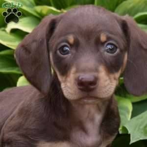 Snickers, Dachshund Puppy