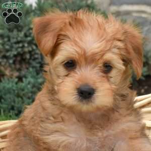 Snickers, Havanese Mix Puppy