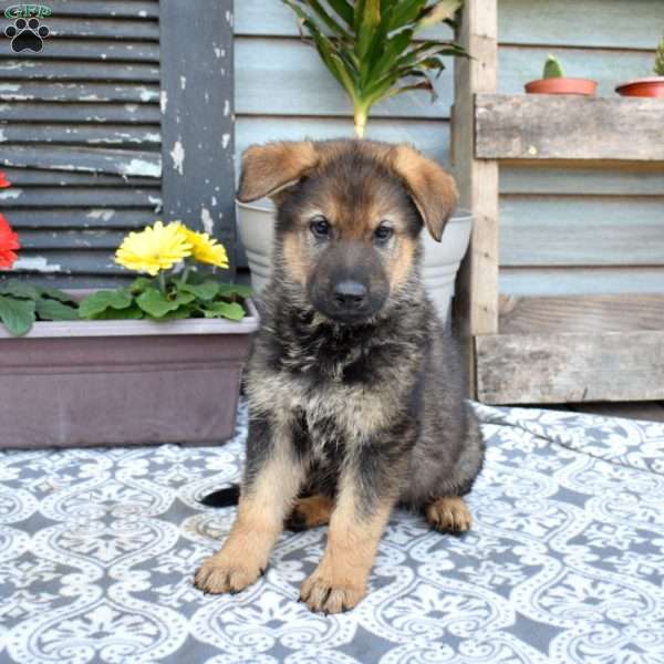 Solider, German Shepherd Puppy