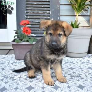 Solider, German Shepherd Puppy