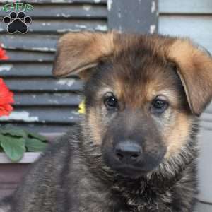 Solider, German Shepherd Puppy