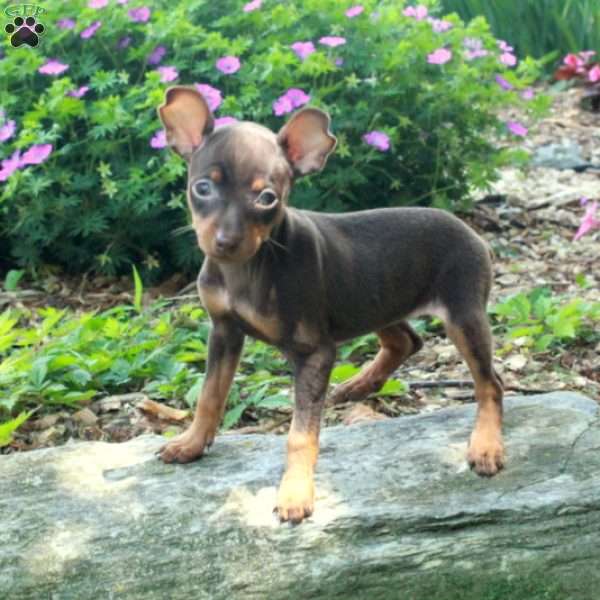 Sophia, Miniature Pinscher Puppy