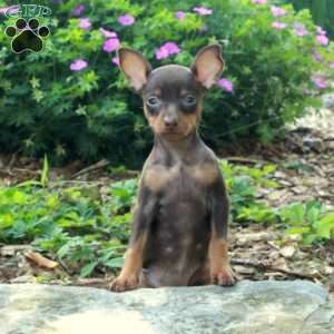 Sophia, Miniature Pinscher Puppy