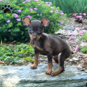 Sophia, Miniature Pinscher Puppy