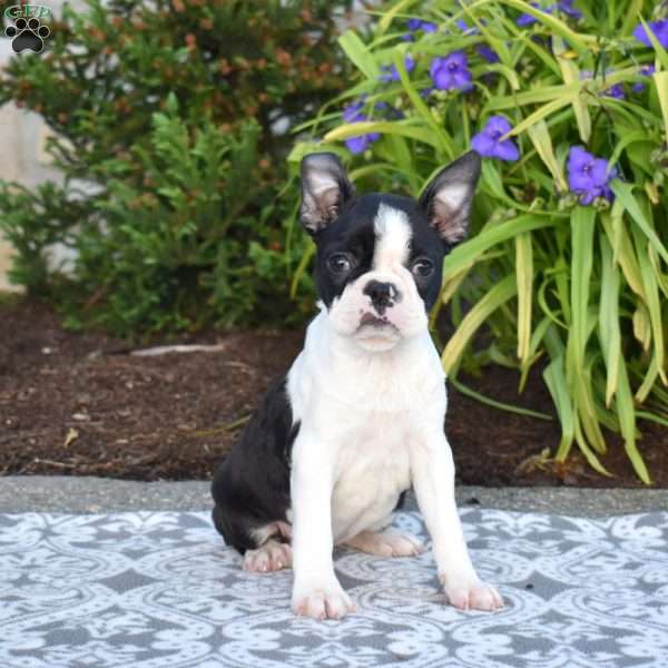 Sophie, Boston Terrier Puppy