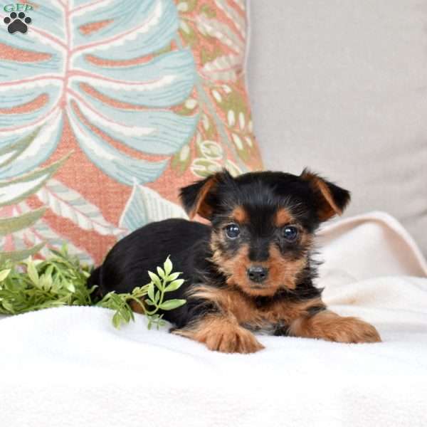 Sophie, Yorkie Puppy