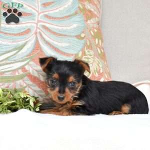 Sophie, Yorkie Puppy